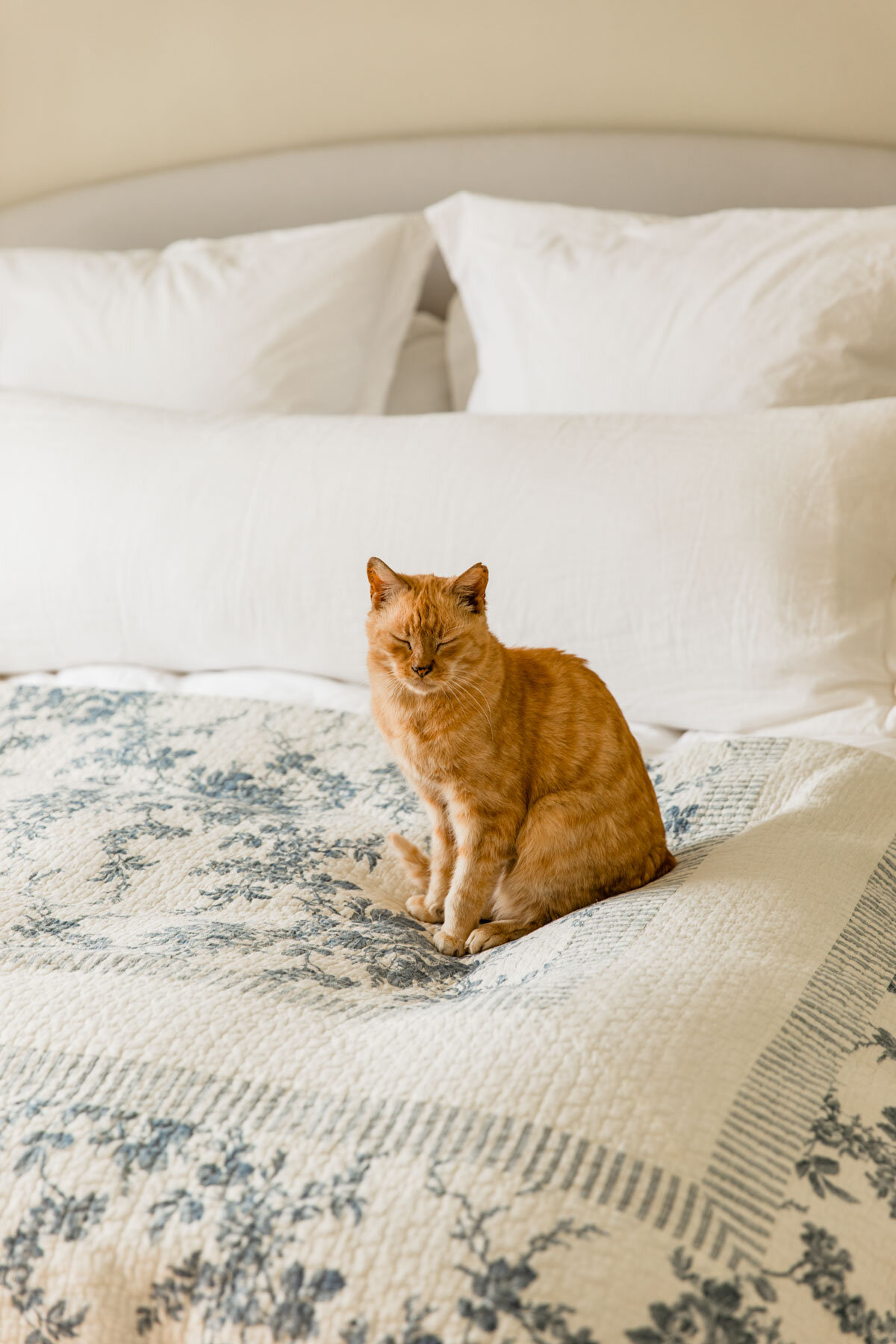 Cat on bed