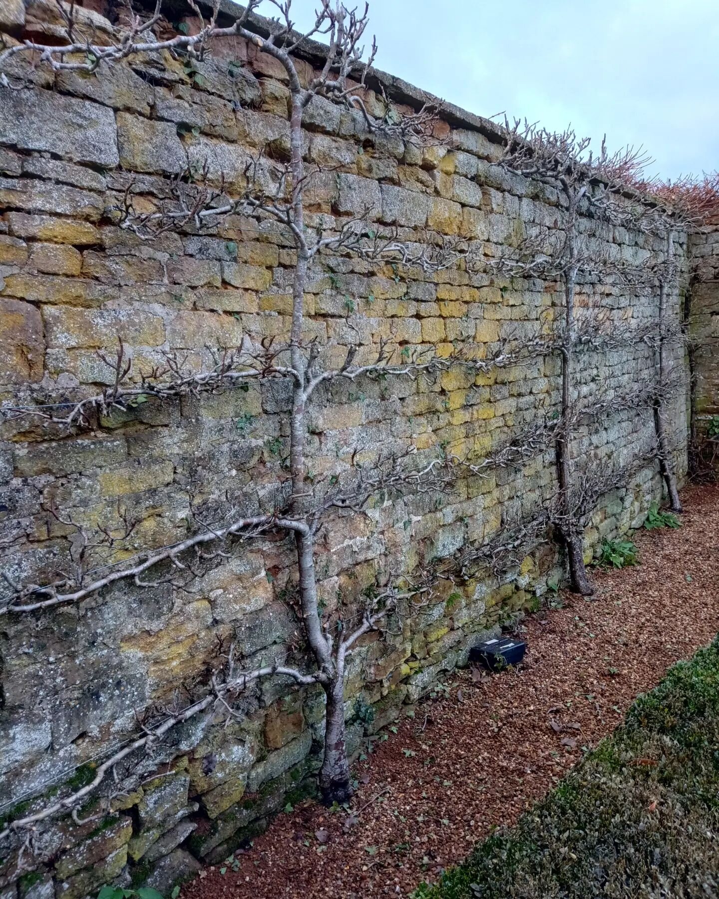 Always a satisfying job to do - 13 more to do!

#espalierfruittrees#regenerativepruning#pruning#wintergardening#brrrrr#chilly