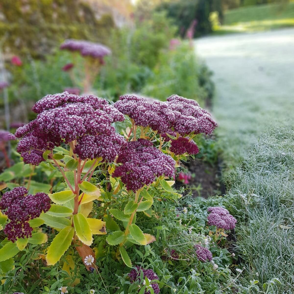Gorgeous frosty mornings are back! ❄🌿🙌

#brrrr#frostygardening#gardencare#sedums