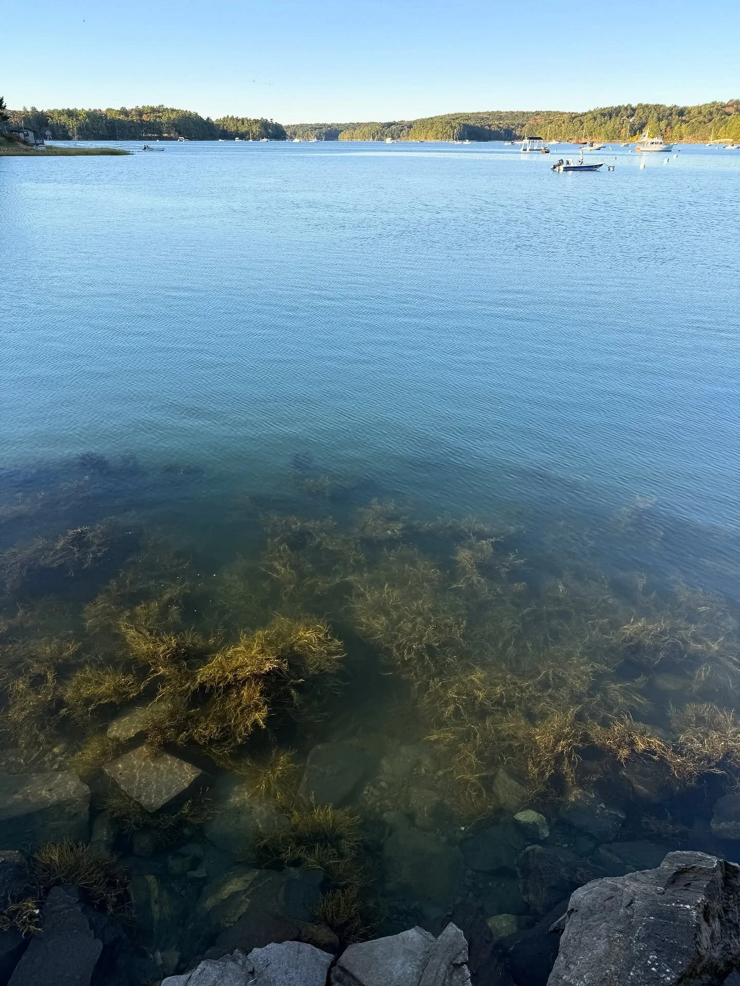 Breathe!!! 
#morningmeditation #walkingcoal #damariscottariver