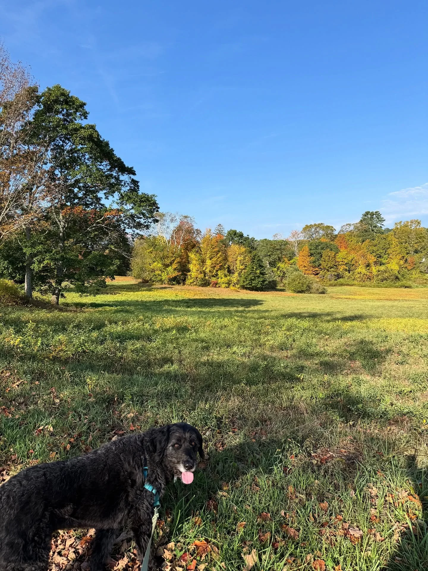 Coal is enjoying this autumn weather as much as I am! 
#morningmeditation #walkingthedog #blueskiesinmaine #doubledoodlesofinstagram