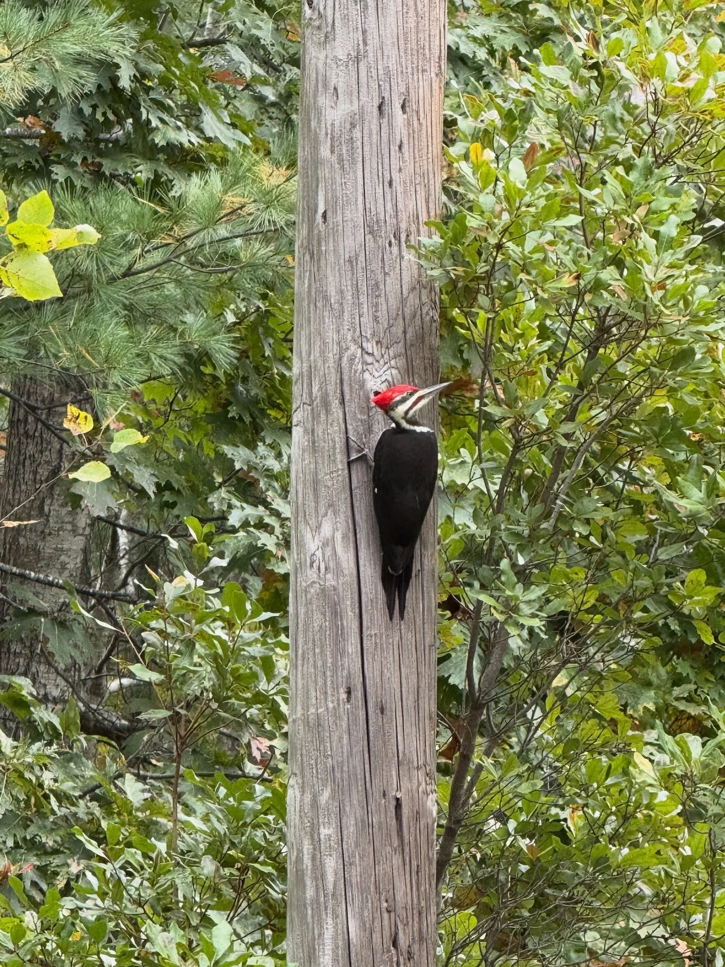 This beauty crossed my path today. We had a chat and he let me take his picture. I had to check what this encounter could signify&mdash;
&mdash;spiritual meaning of the pleated woodpecker is  transformation, growth, and the ability to face life chall