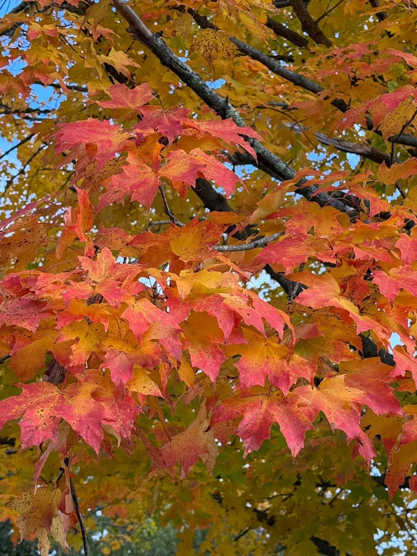 I could get lost in here 🍁
#autumncolors #ilivehere #grateful
