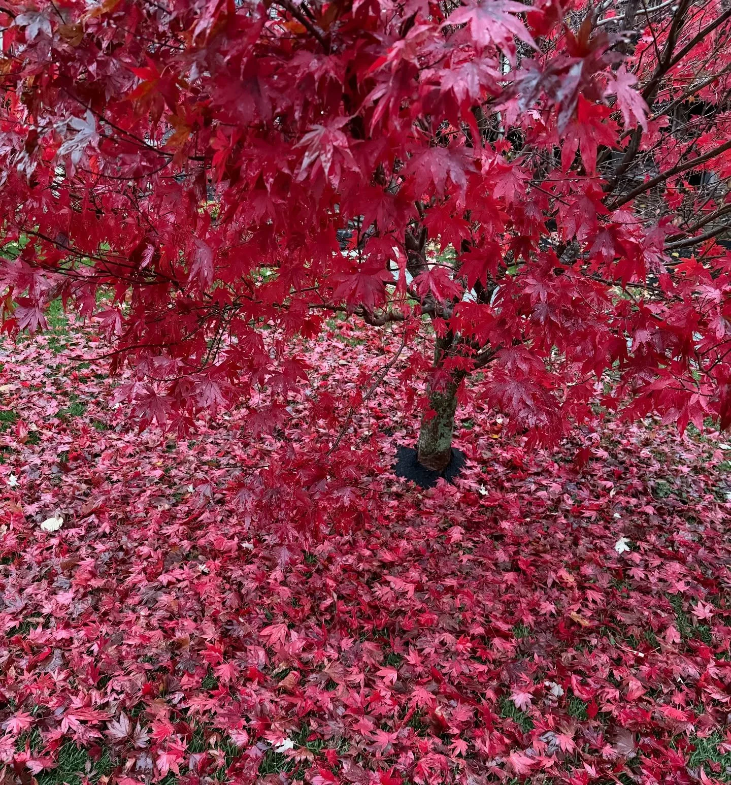 Rainy day walk&mdash;it was so warm, and Coal was begging to go! Hard to believe this color! 😍😍😍
#walkswithCoal #novemberinmaine