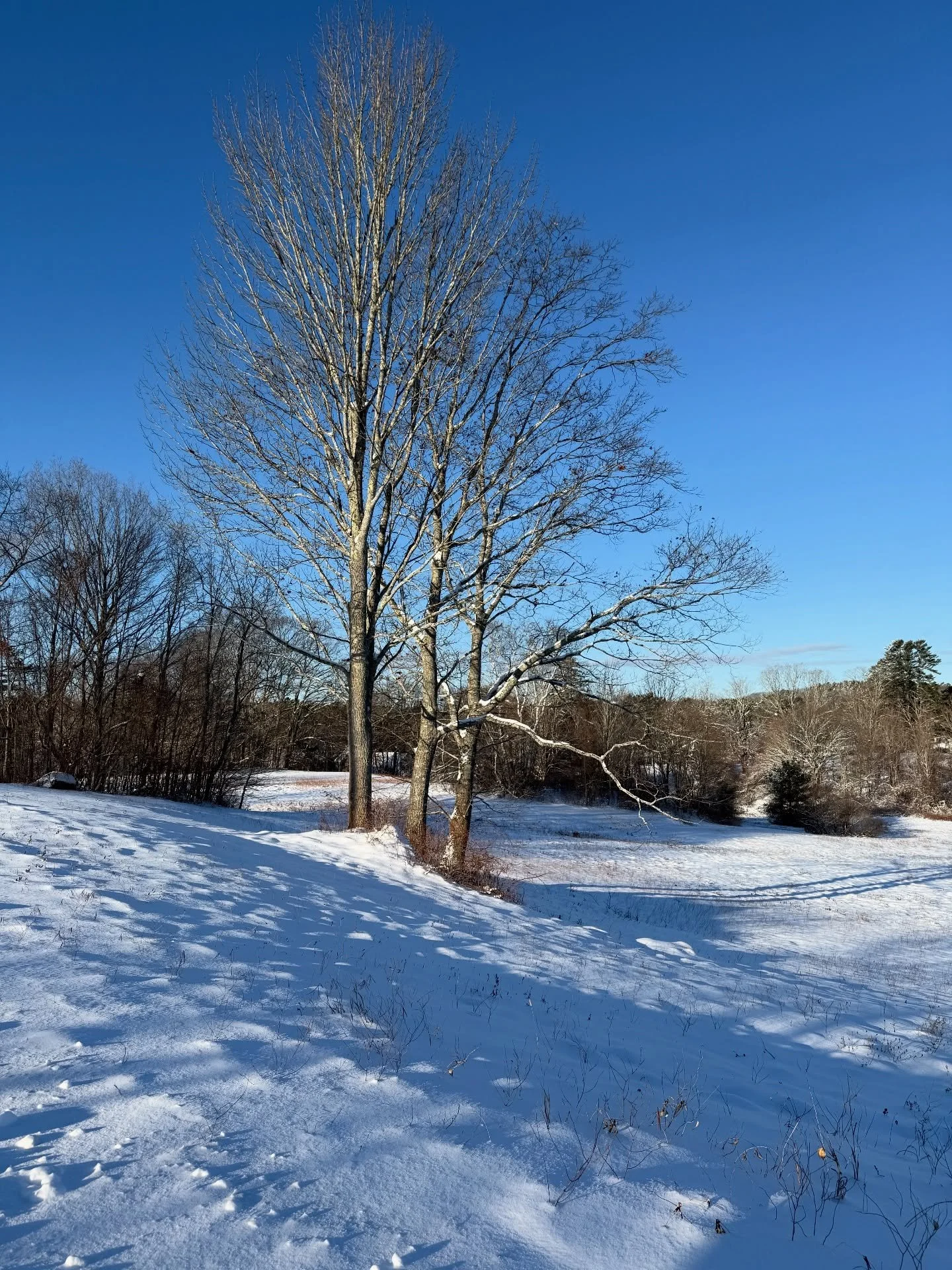 Blue skies, blue shadows&mdash;a perfect Maine snow day!