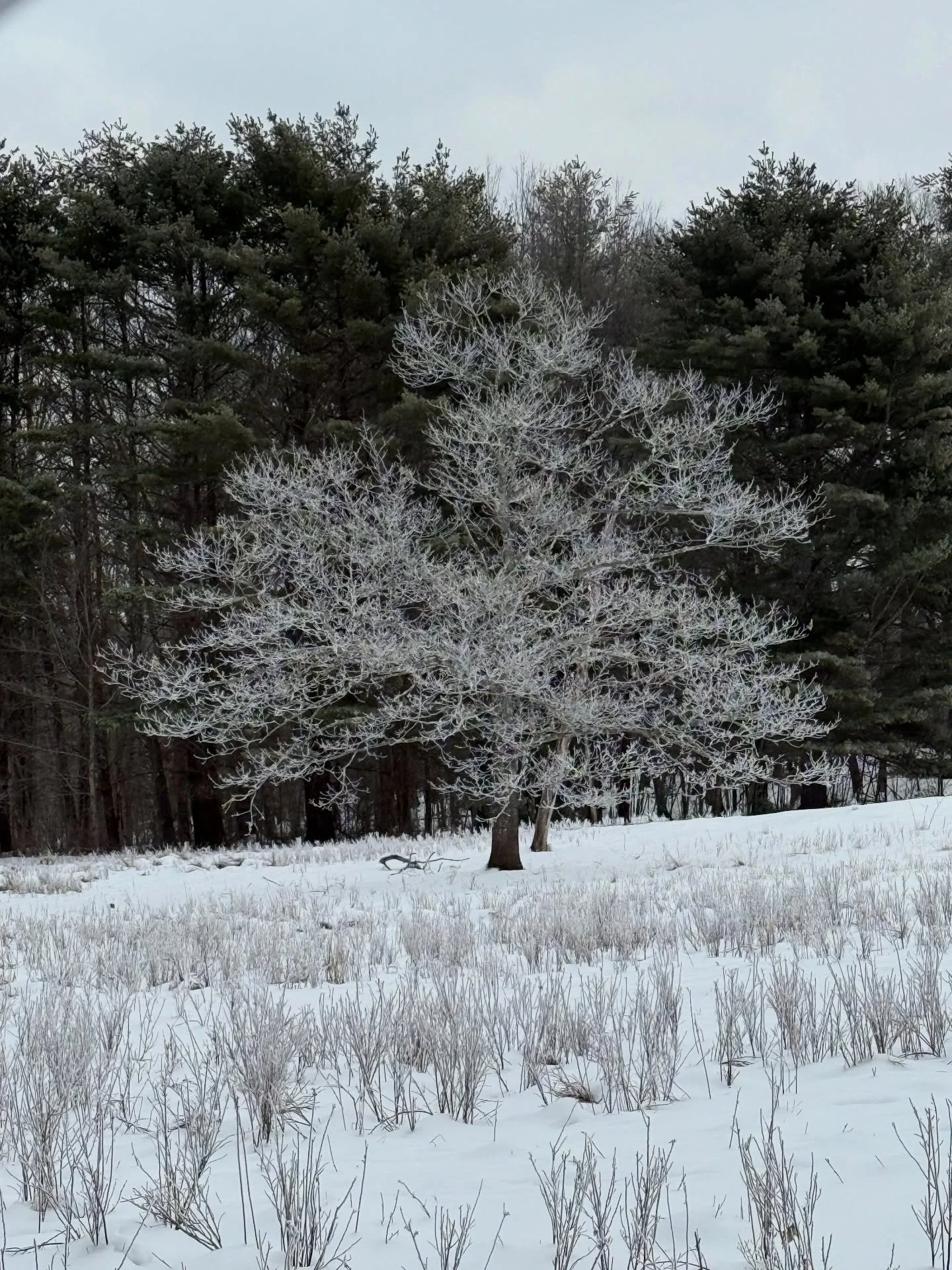 Frosting in full January color. 
#wintershadesofgrey #treefrosting