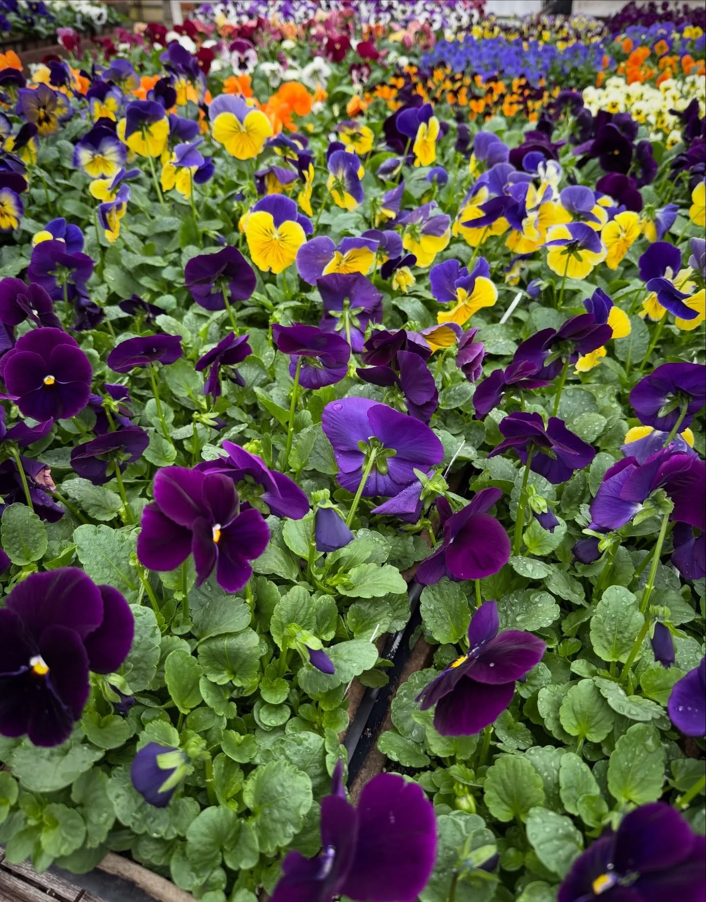 Some spring color on this gray and rainy day! 
#pansies #springflowers