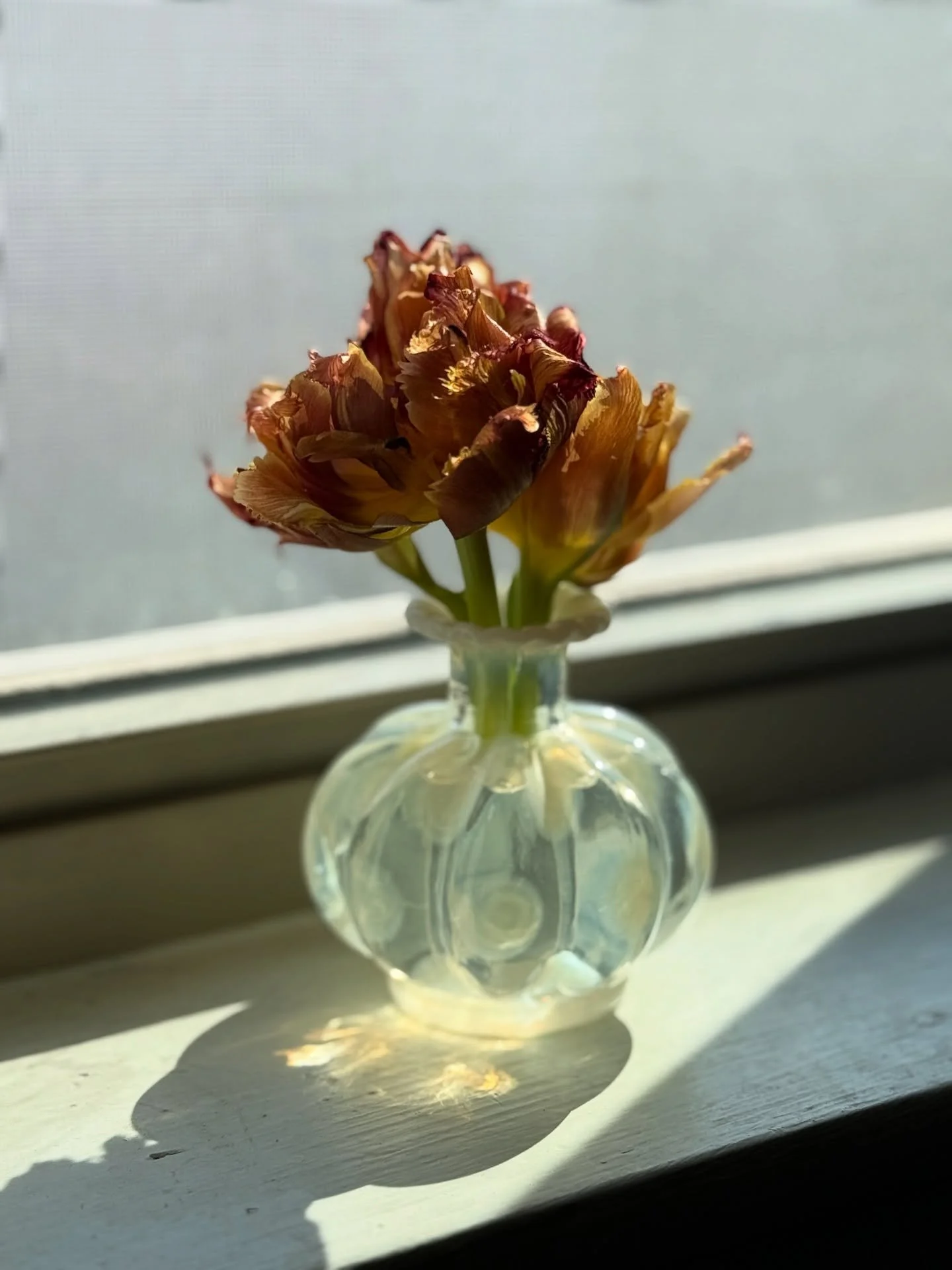 A little piece of morning grace&mdash;from my home to yours! 
#windowsillflowers