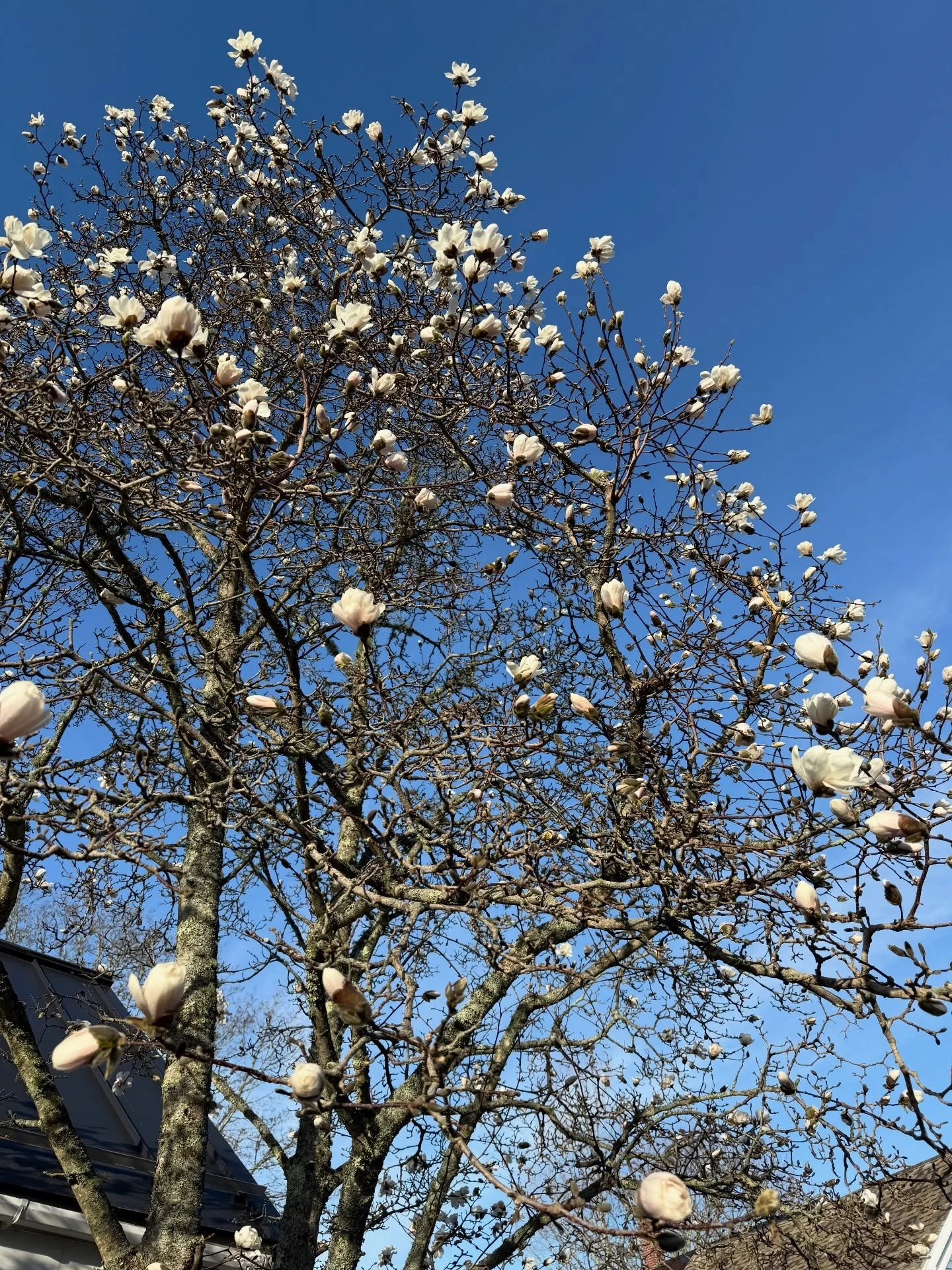 Magnolia time!!! A favorite! 😍