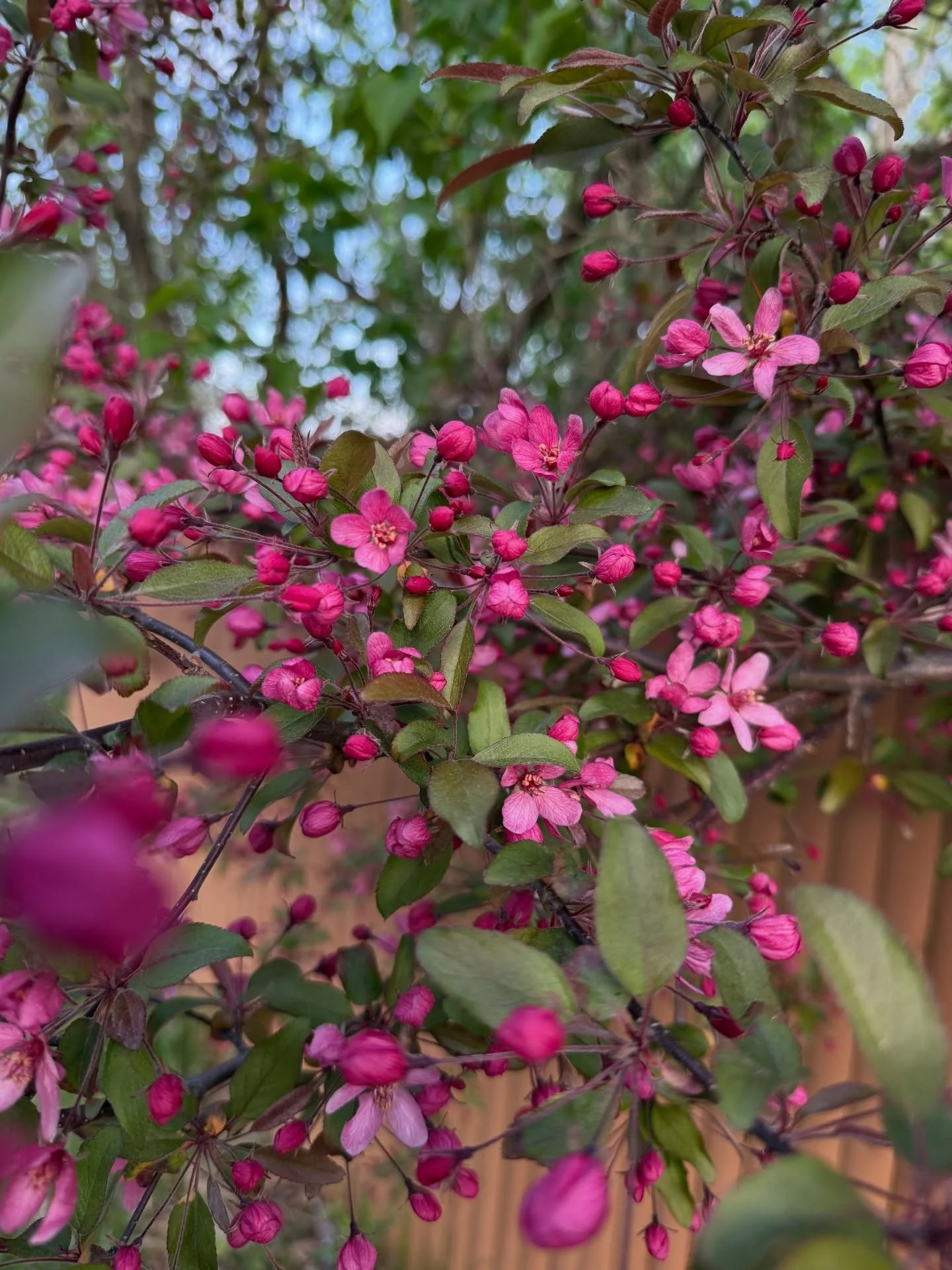 I&rsquo;ll be right here enjoying the last of the crabapple flowers!