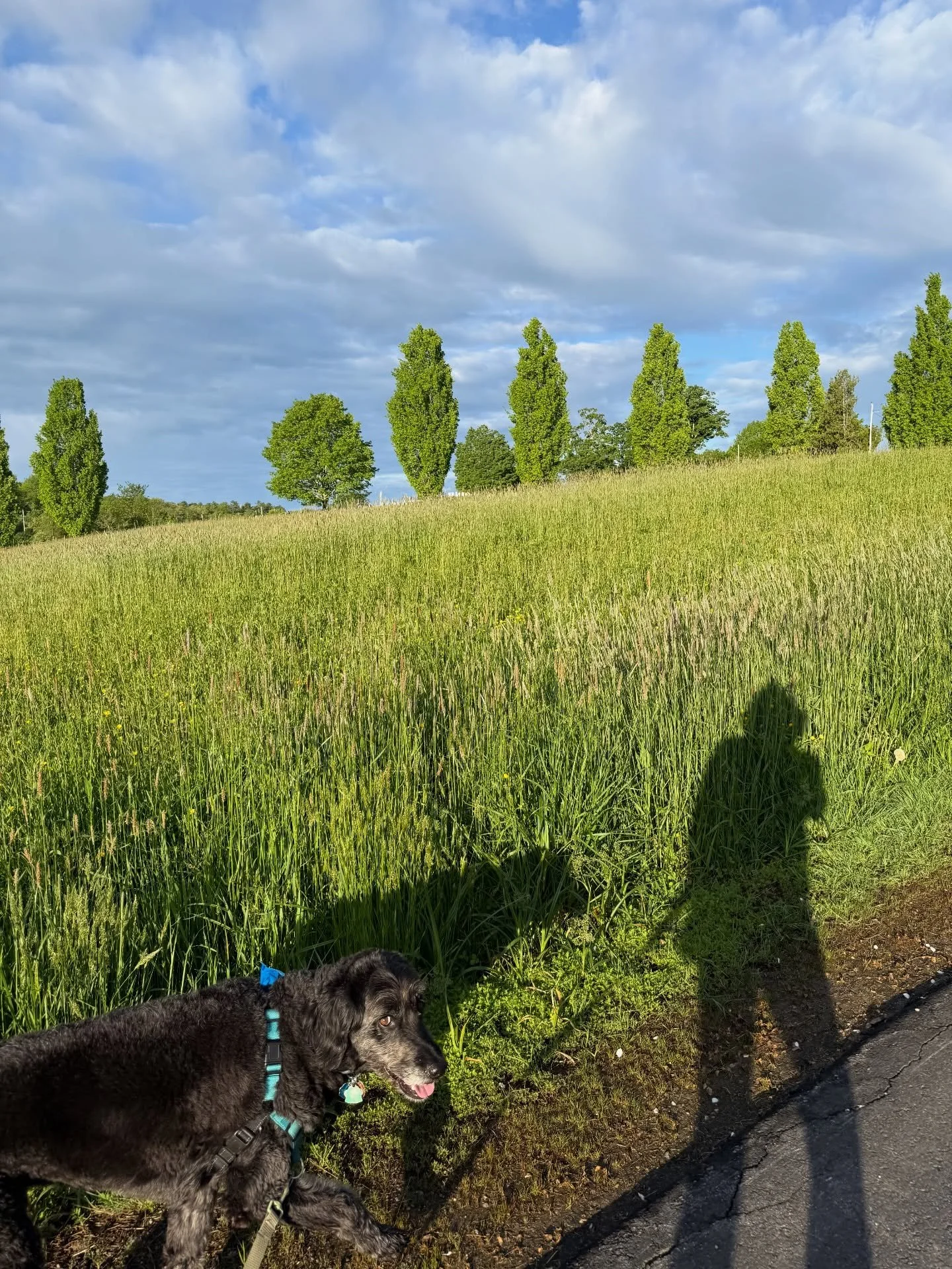 This morning&rsquo;s walk. 
#shadowselfie @coalsadventure