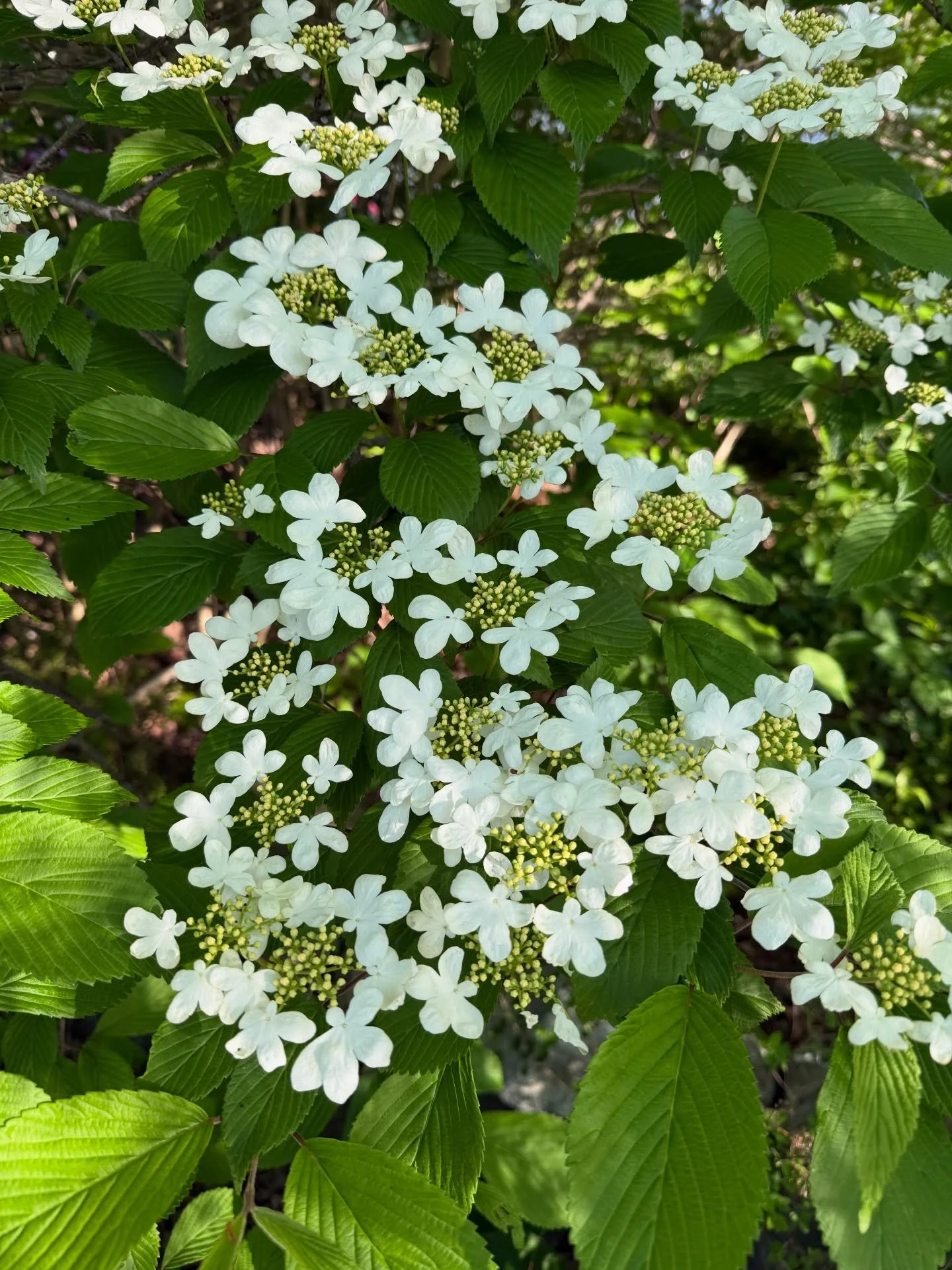 Inspiration is everywhere these days! Just look at this viburnum!!! 🤩😍