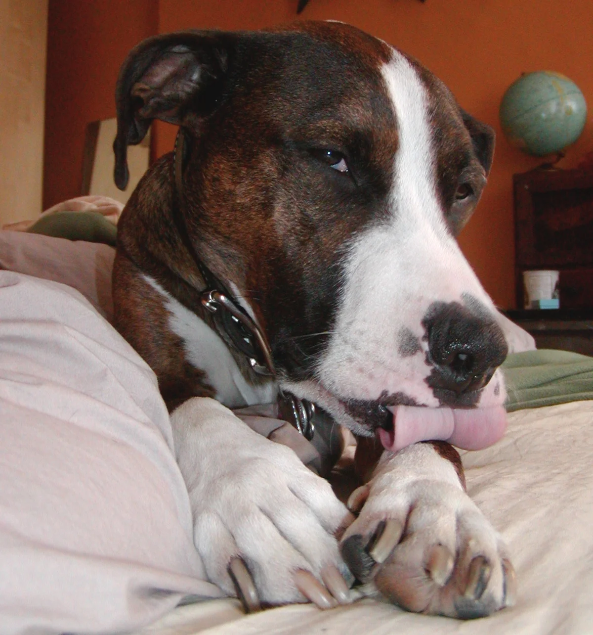 Zeb licking paw.jpeg