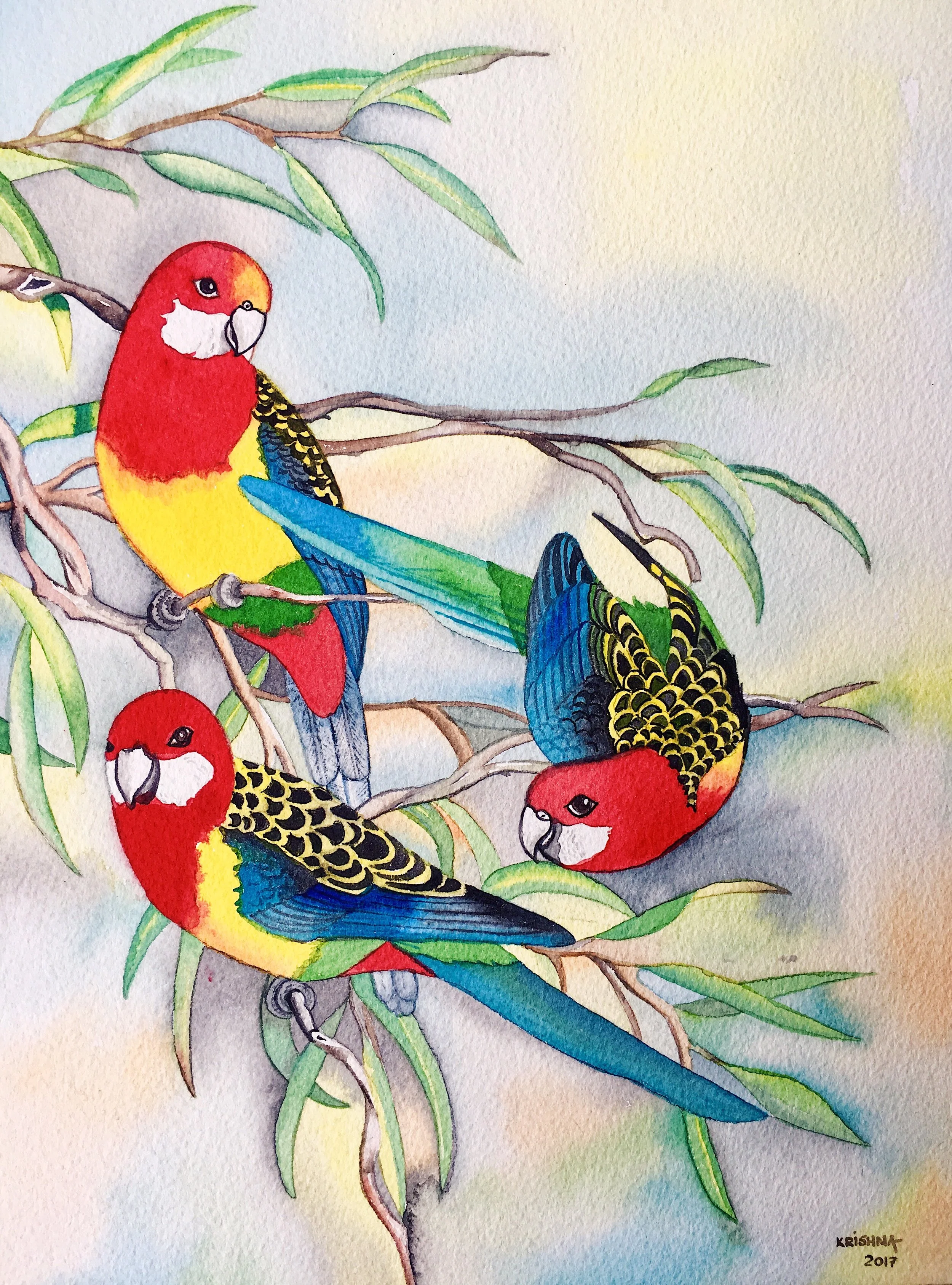 Rosella Trio (SOLD)