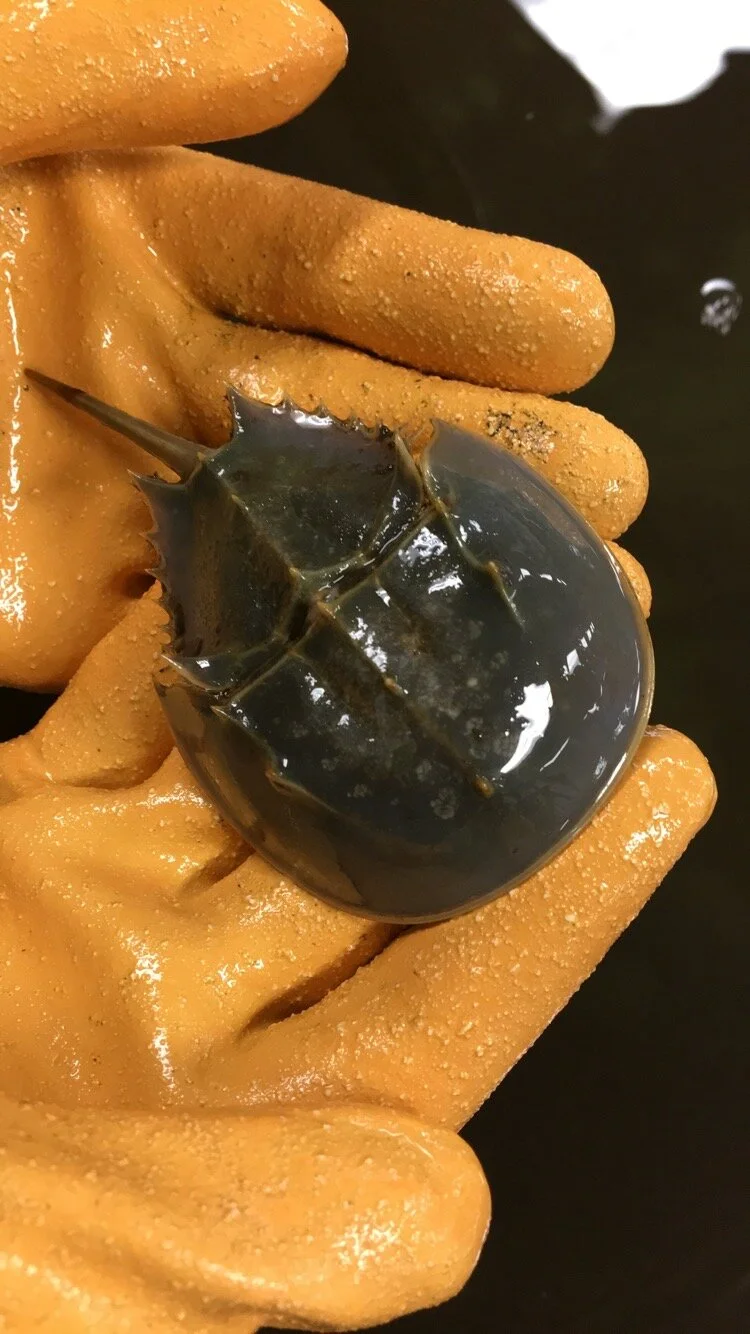 Blue-Blooded Saviors