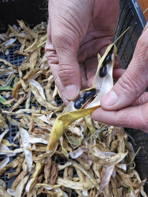 Zach Pickens shows off some black Roma beans from his summer crops.