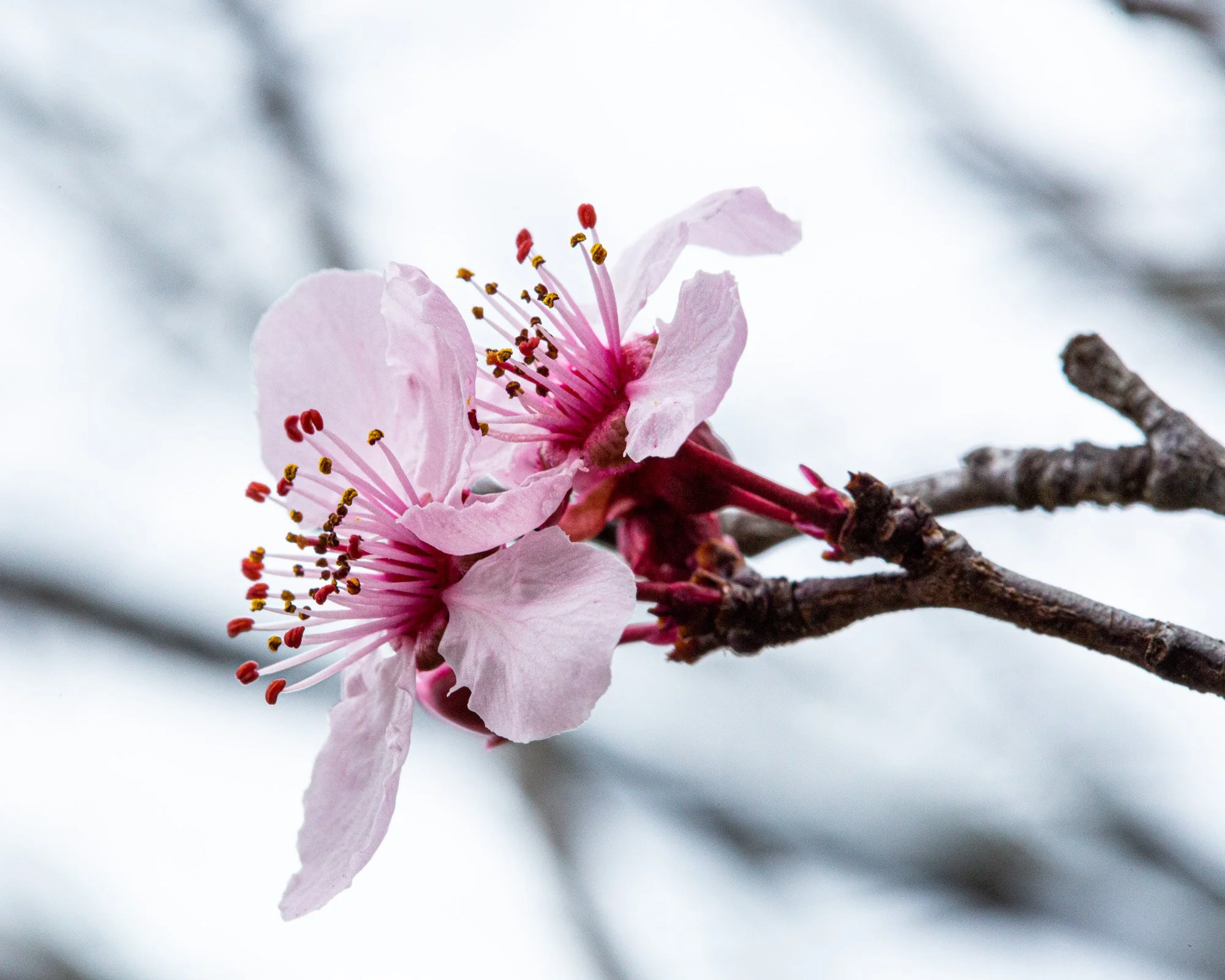 PinkTreeBlossoms_LO-9156.jpg