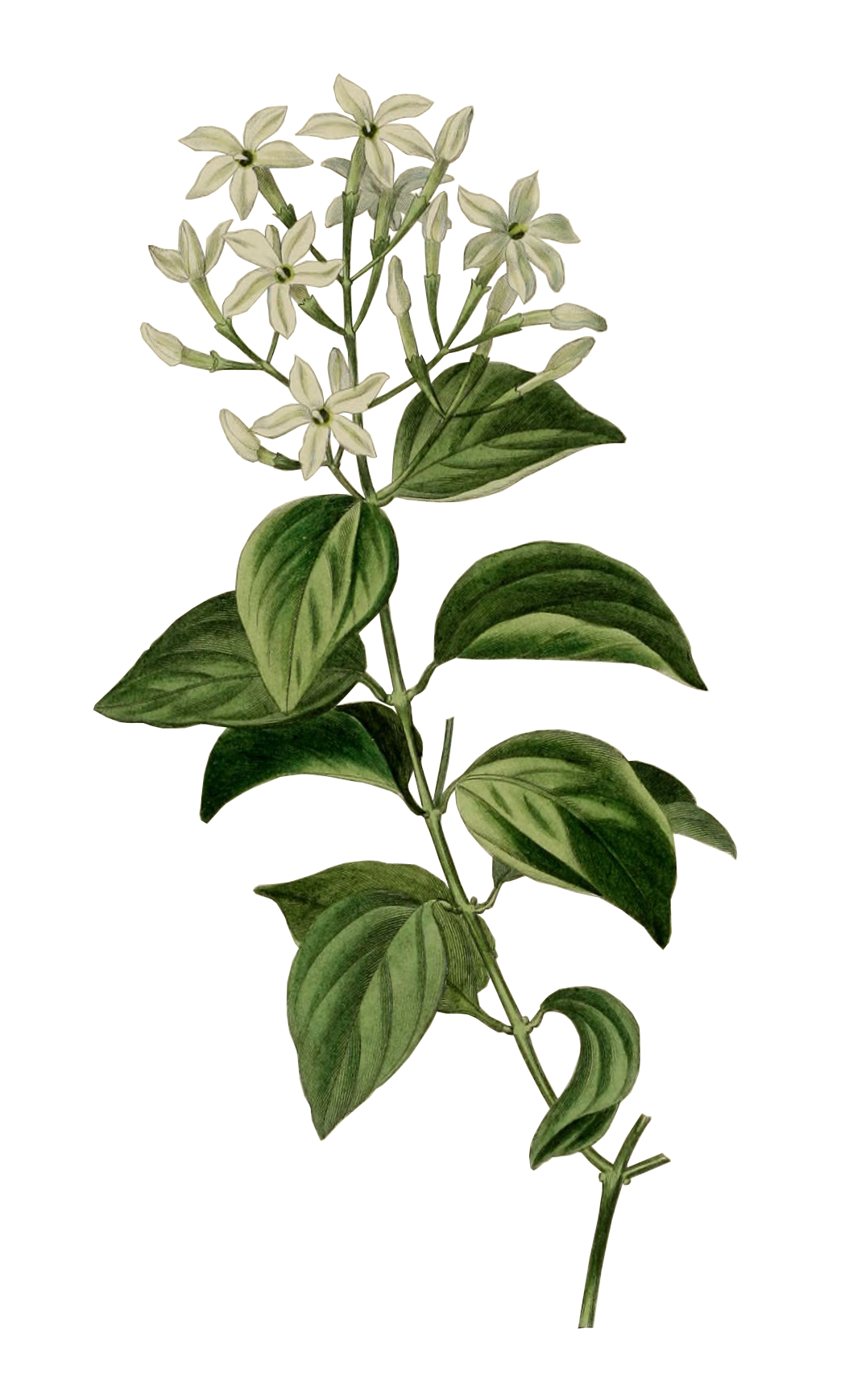jasminum_gracile.png