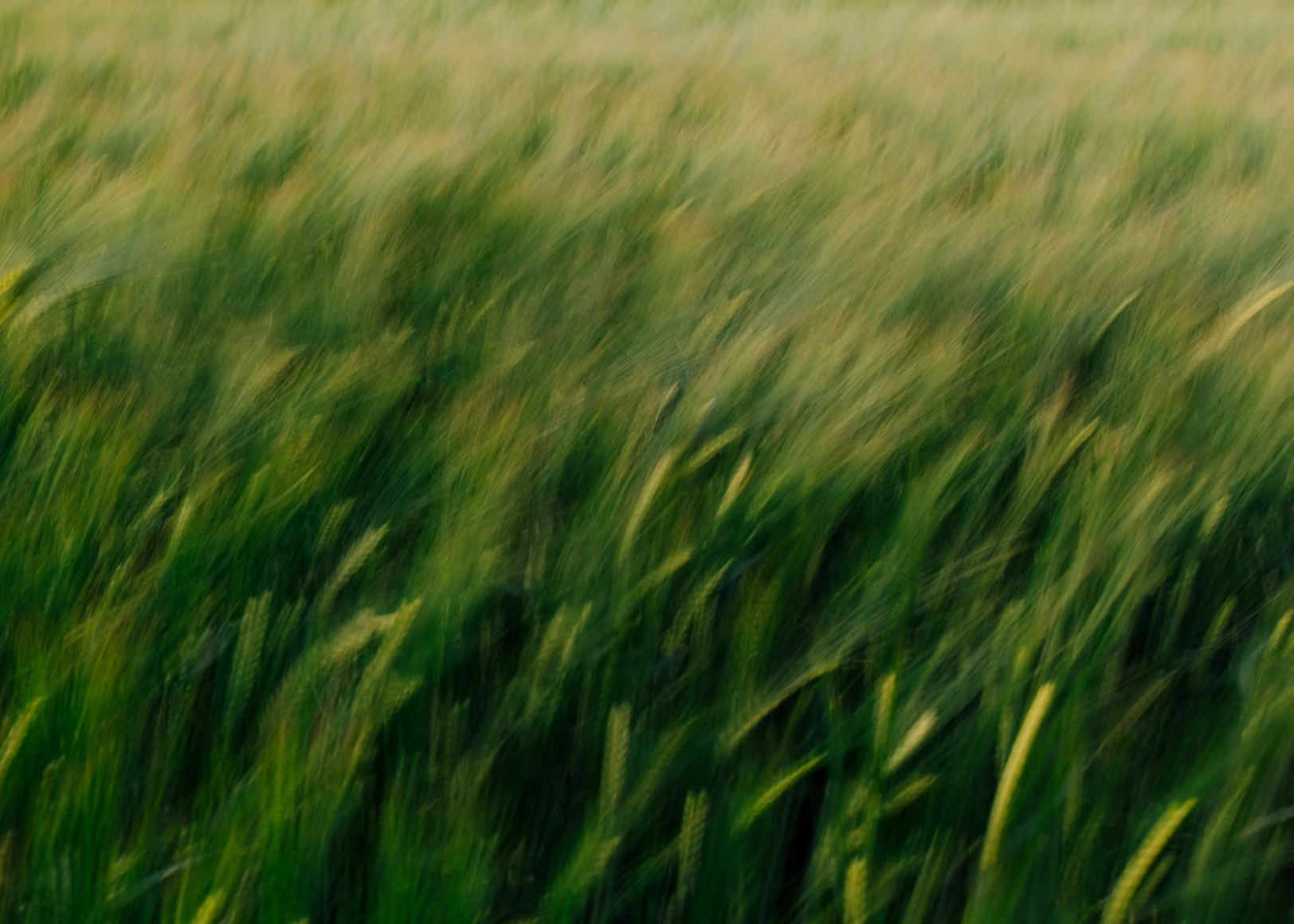 photo-1779979719792-3220ff568c88.png