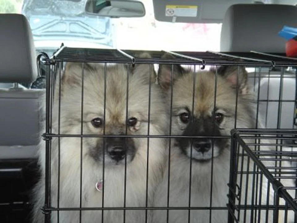 zorra&aurora.jpg