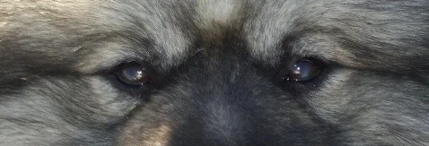 troy_eyes.JPG