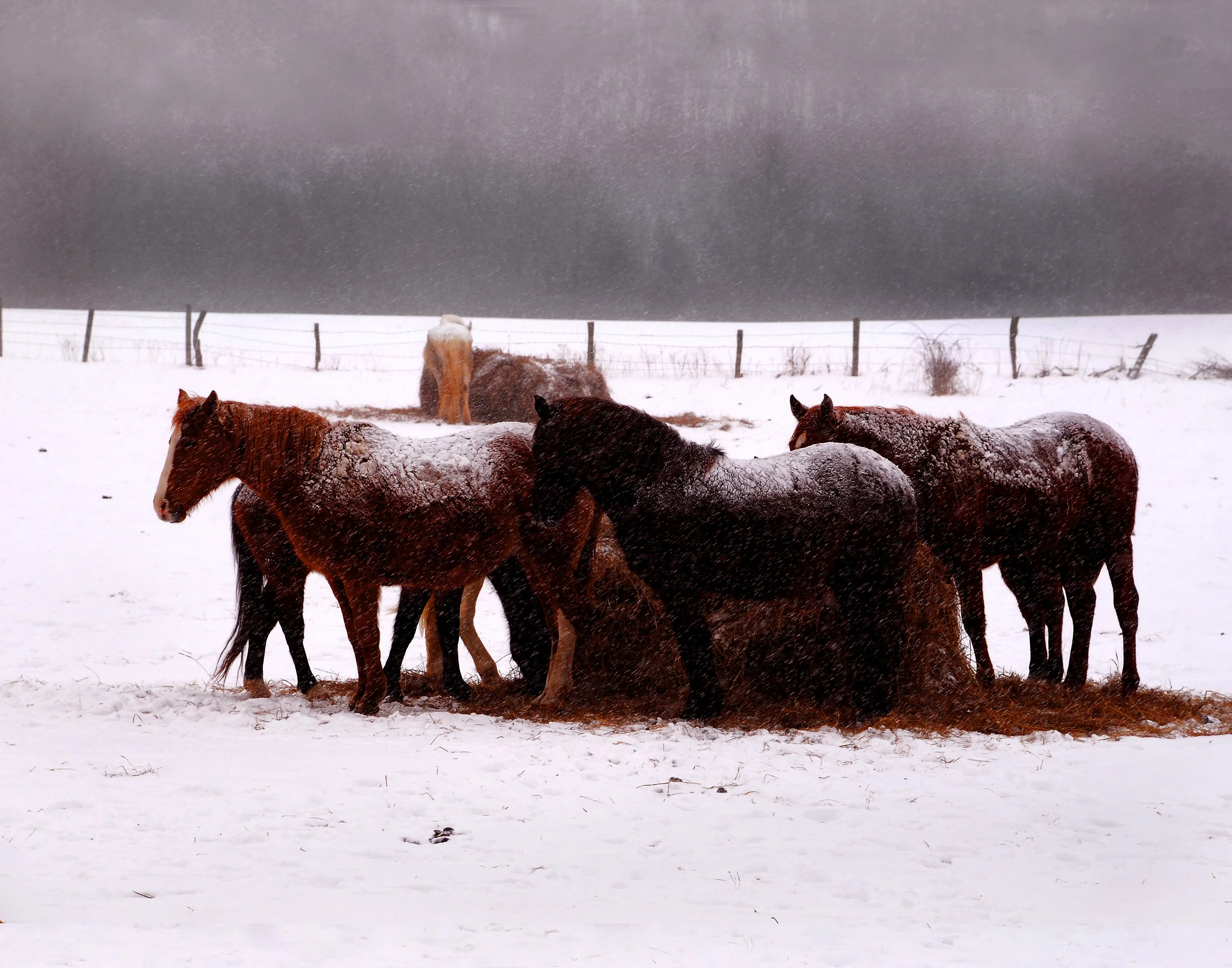 Horses in Snow