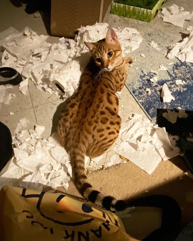 caught at the scene of the crime 😾