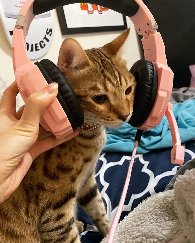 YES THIS IS CAT