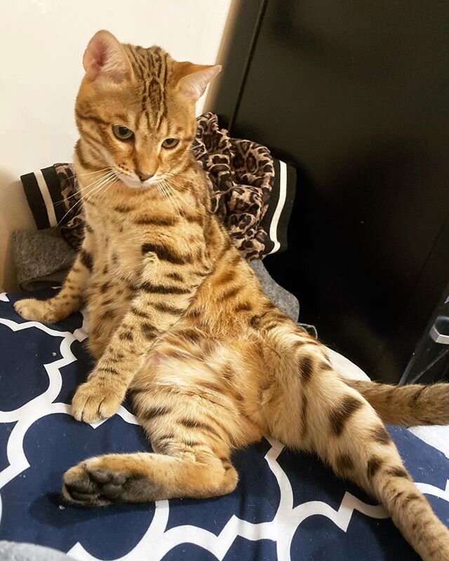 why is my cat sitting like a human who just had an existential crisis