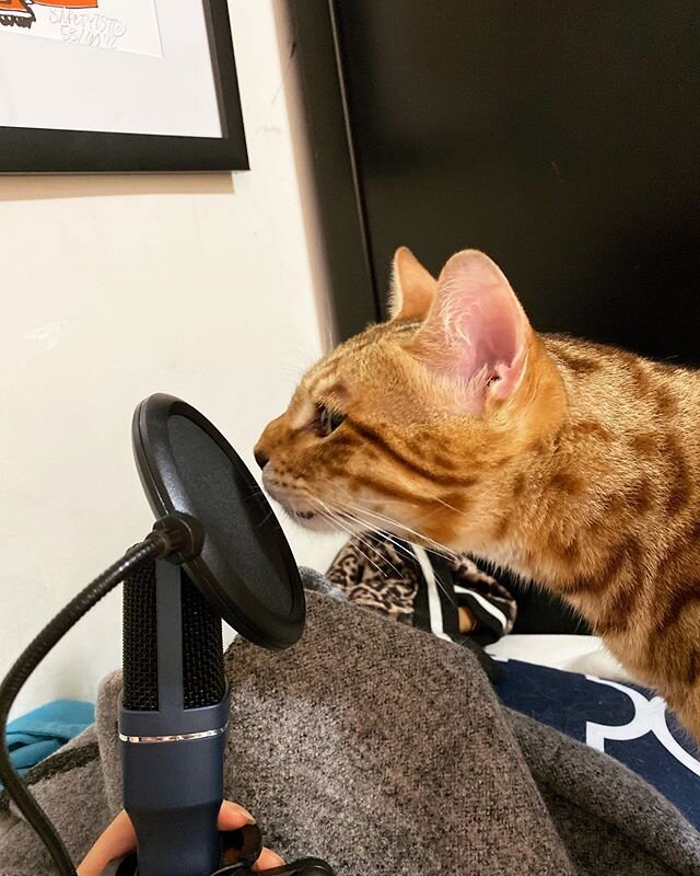 even my cat is starting a podcast 🙄
