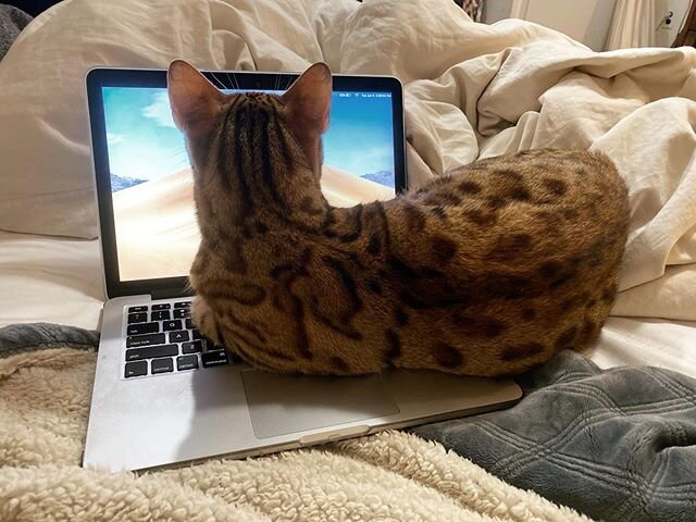 &ldquo;have u tried restarting the cat&rdquo; &mdash;IT support