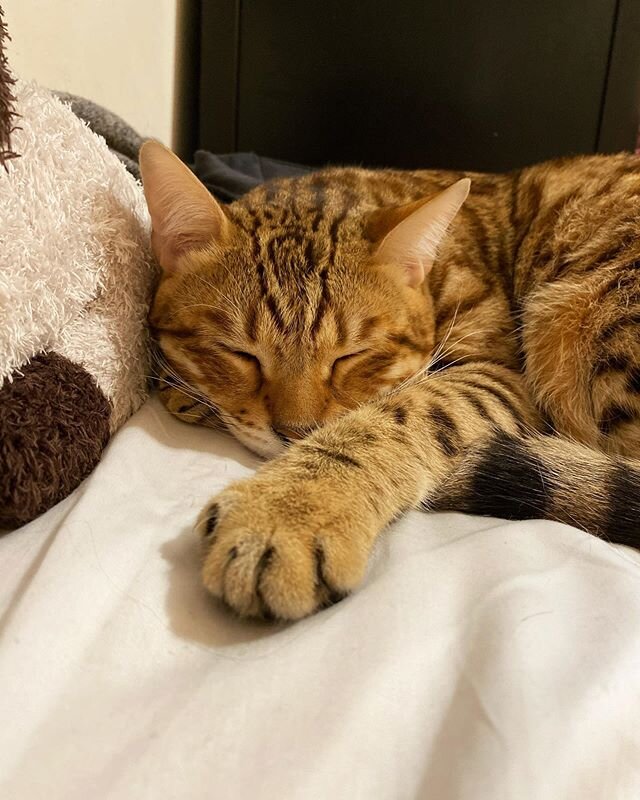 gimme paw