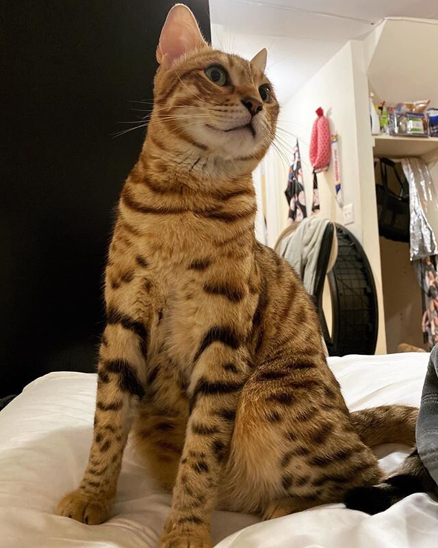 tall boi