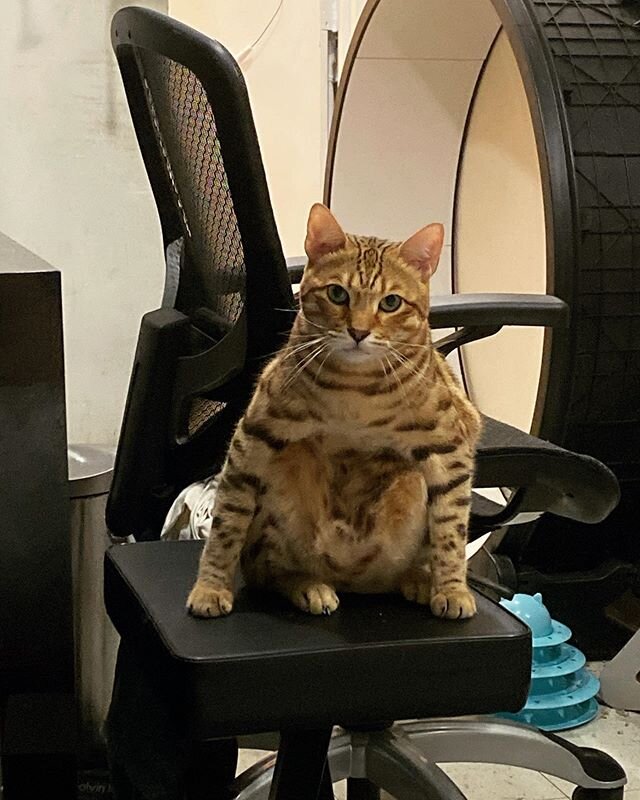 help i don&rsquo;t understand how my cat is sitting 😹