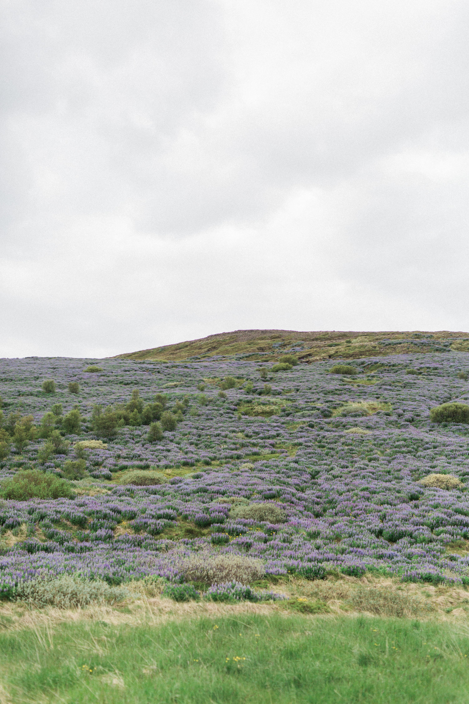 DanielleGiroux_LupinField_Iceland2064.jpg