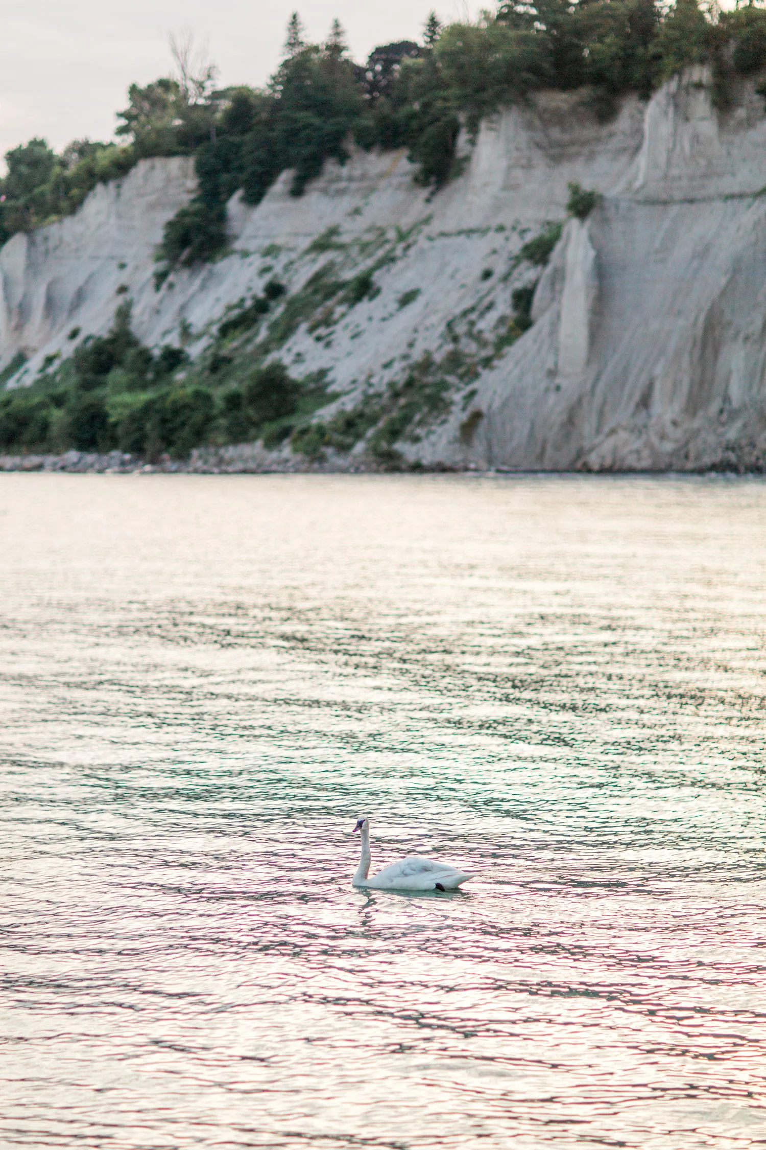 Danielle-Giroux-Amir-Golbazi-Genua-Family-Photography-Scarborough-Bluffs-0298.jpg