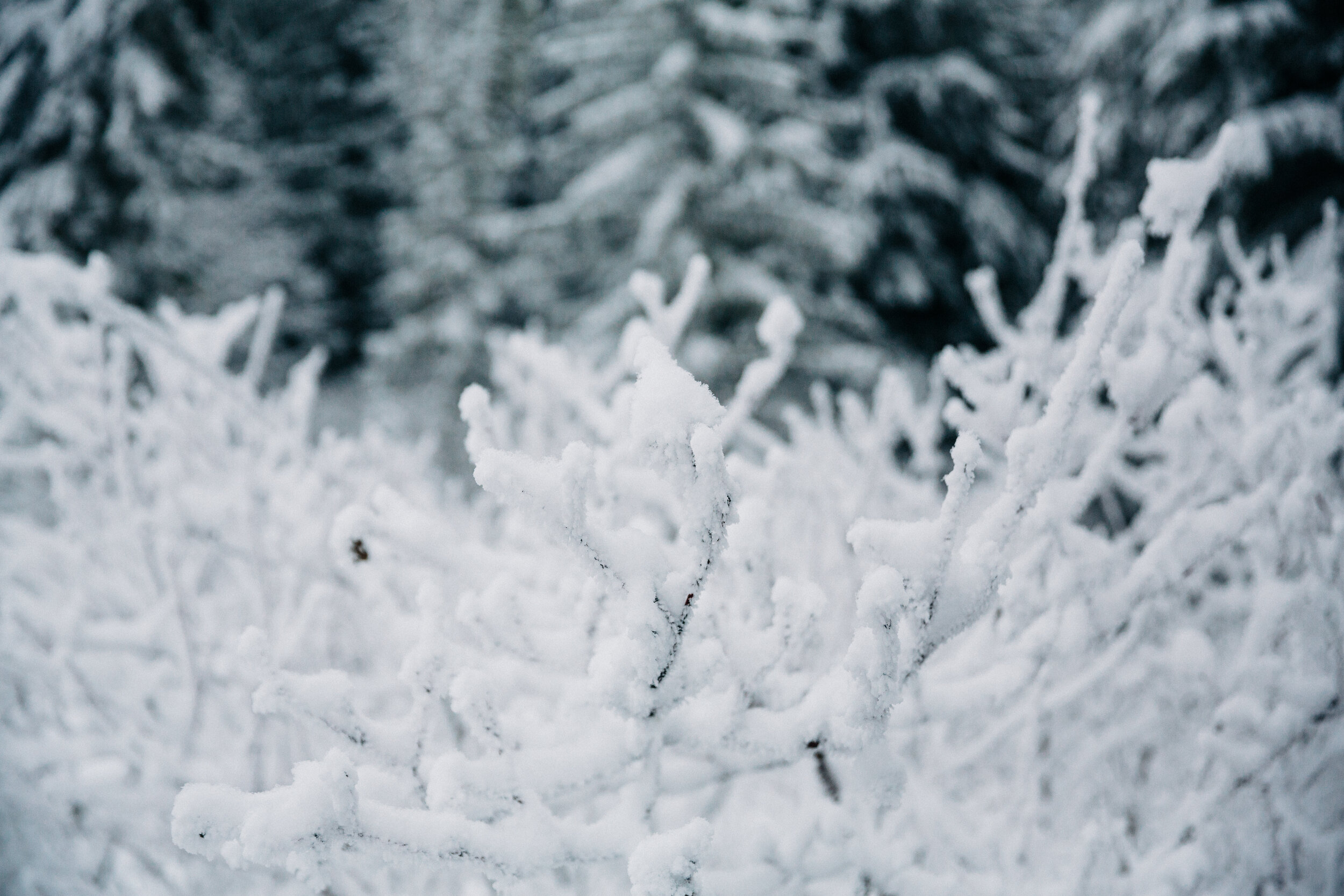 Amir & Danielle Whistler Lost Lake Engagement Session Location S