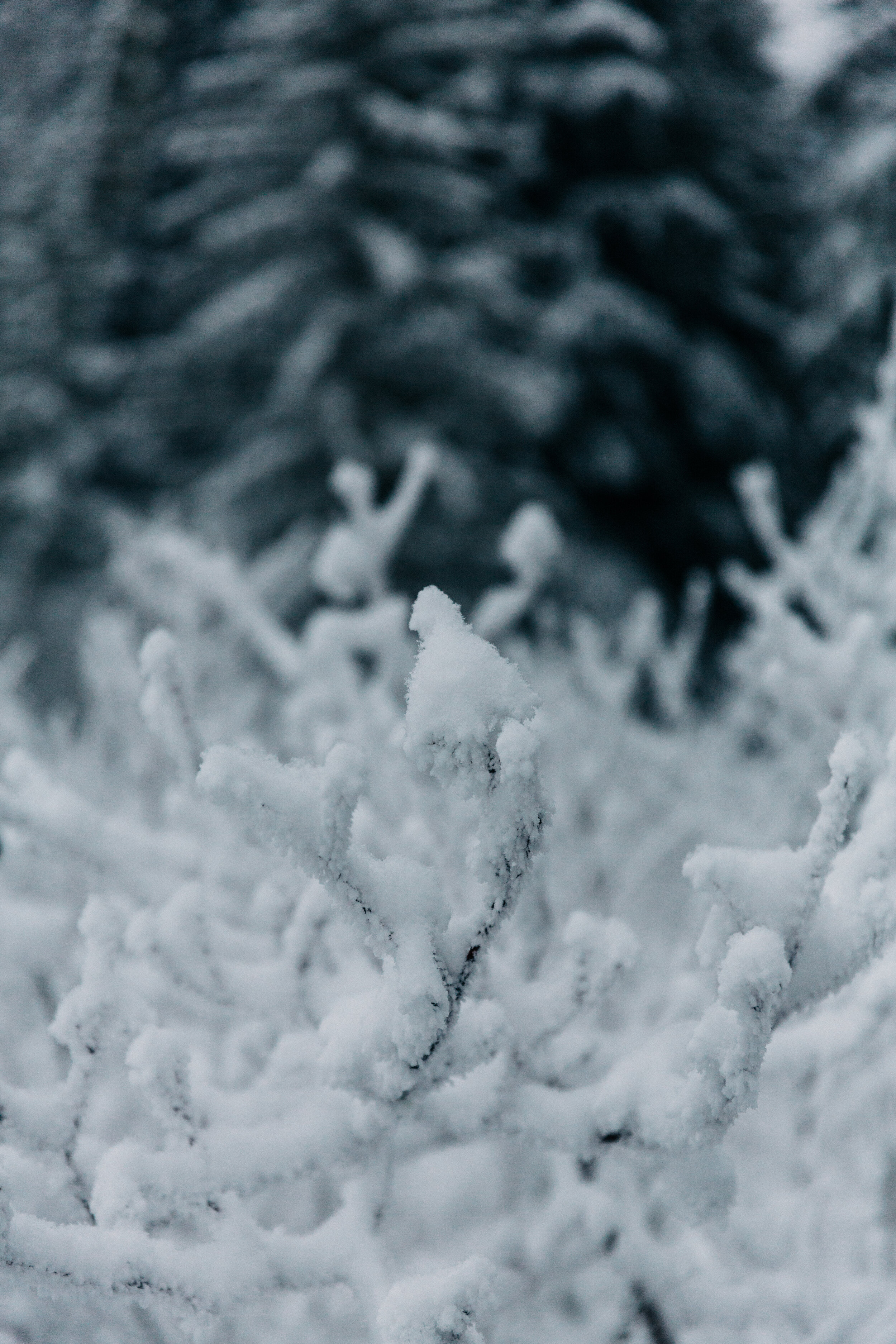 Amir & Danielle Whistler Lost Lake Engagement Session Location S