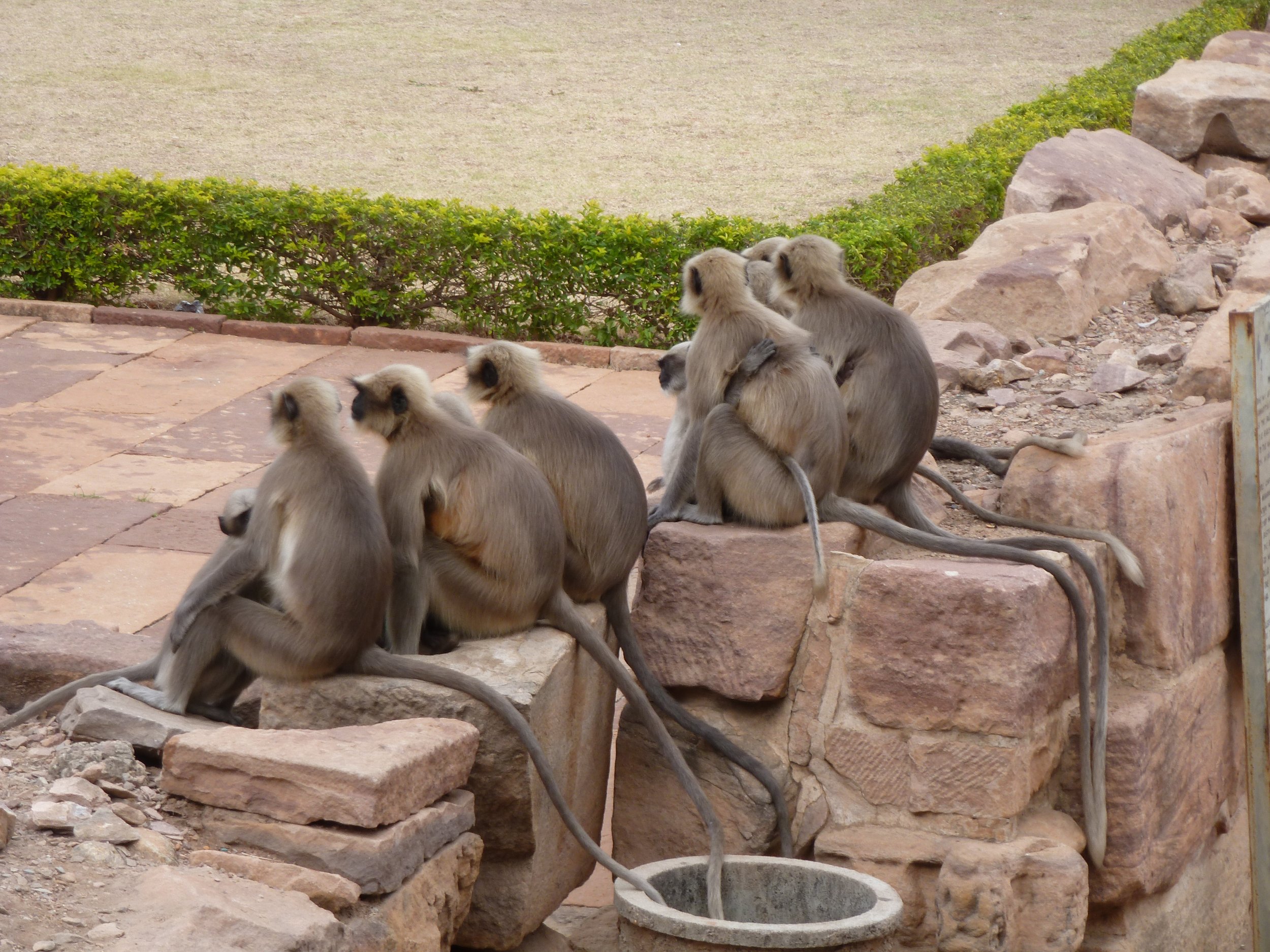 Langurs Pattadakal.jpg