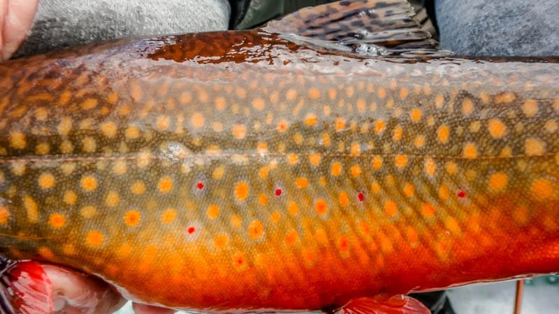 Fall-Brook-Trout.jpg