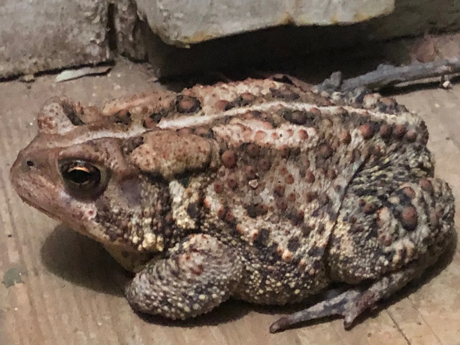 Mr. Toad