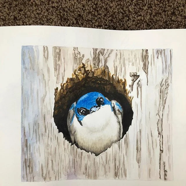 Finished this lil&rsquo; cutie in my sketchbook today. Sometimes I just love cute things💕 #irridescenttreeswallow #bird #birds #bluebird #animal #art #watercolor #watercolorpainting #hyperrealism #artist #sketchbook