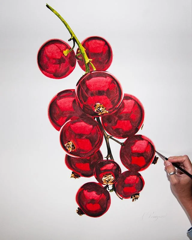 These currants struck me right away with how reflective and vibrant they were and I just had to paint them. I&rsquo;ve never actually eaten one though.😊 Watercolor painting at 22 x 30 inches. If interested in prints, please email me at avine99@gmail
