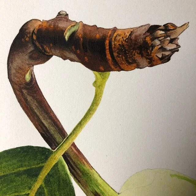 I love the shape in this pear stem and leaf. #wip #pear #stem #leaf #watercolor #watercolorpainting #realistic #realism #art #painting #fruit #green