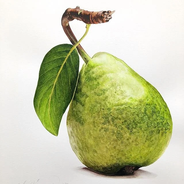 Quarantine time makes me quite productive! 😄 Finished this cheerful, bright little pear today and painted at 16x 12 in. 🍐 Now in my Etsy shop. Link in bio. #watercolor #watercolorpainting #pear #art #originalpainting #green #photorealism #fruit #pa