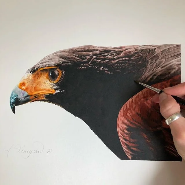 Golden Eagle watercolor #watercolor #watercolour #watercolorpainting #watercolor_gallery #goldeneagle #realism #art #artist #artistsoninstagram #painting #eagle #arches #winsorandnewton #winsorandnewtonwatercolors #artforsale #artforsalebyartist
