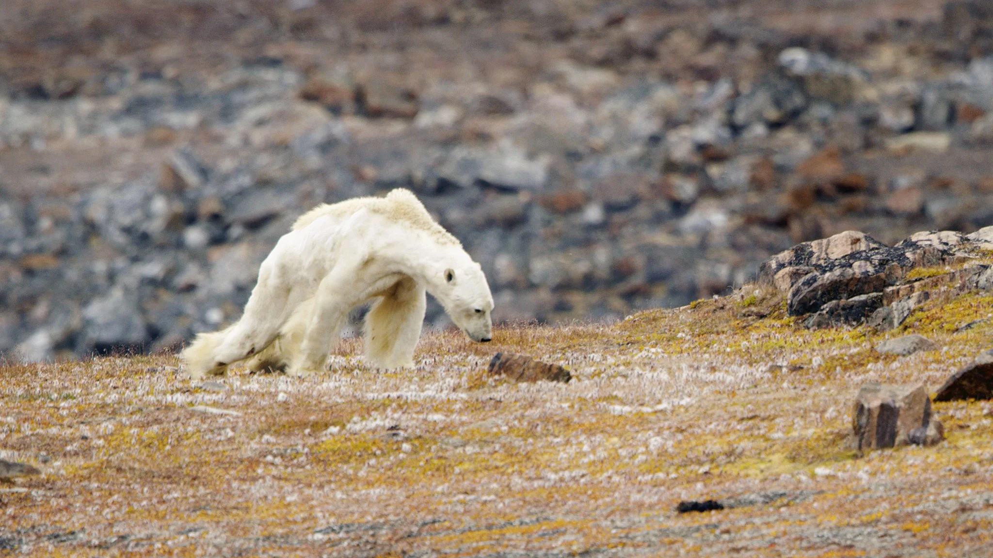Starving Polar Bear.jpg