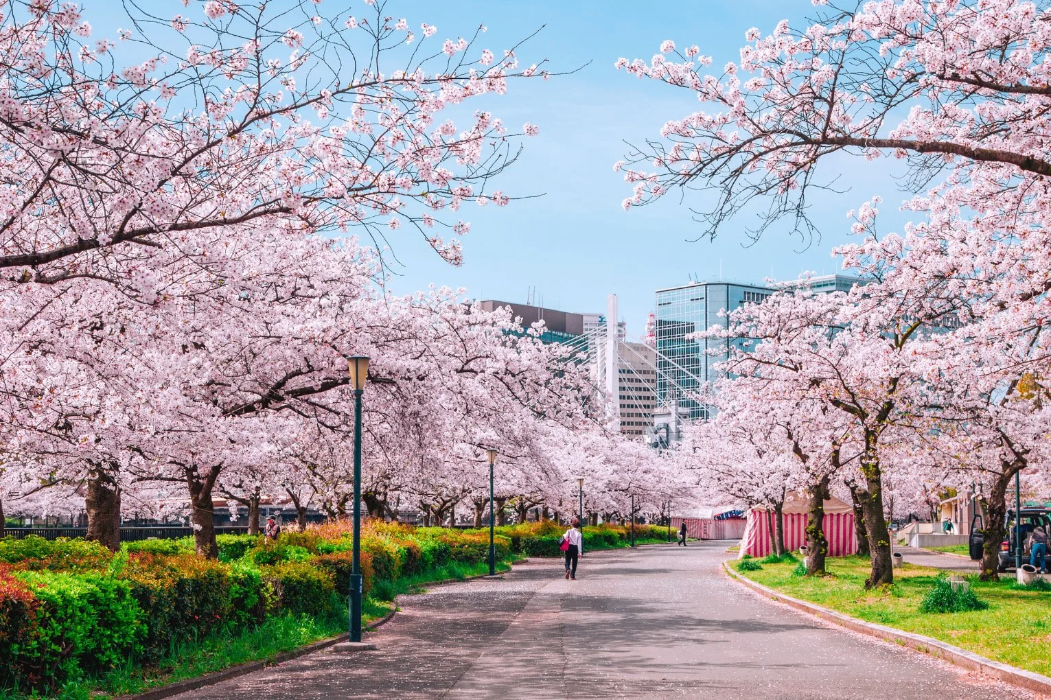 Tokyo Cherry Blossom.jpg