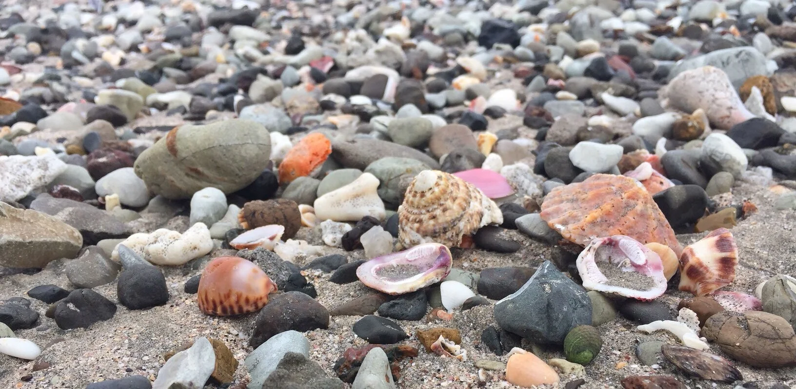Shells.jpg