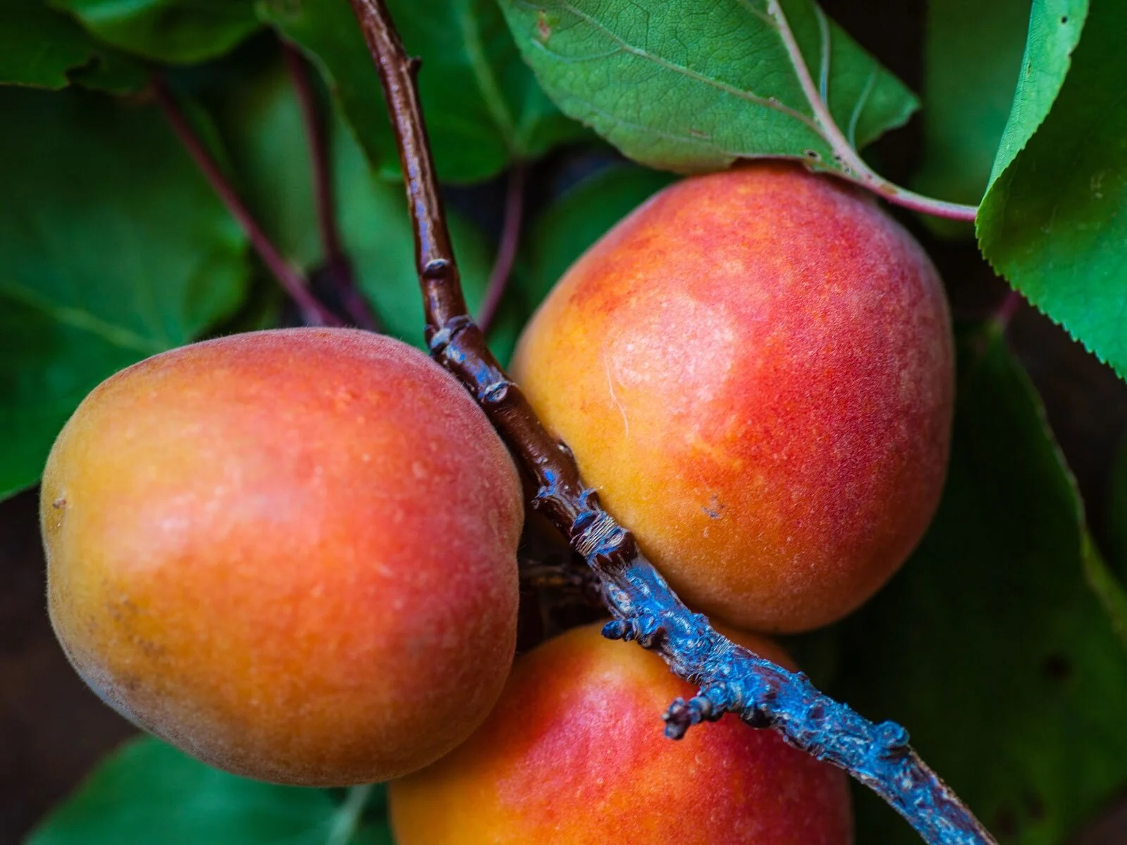 Mangoes.jpg